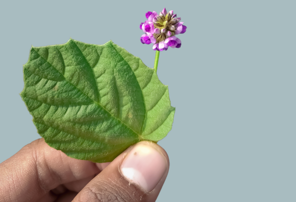What is Bakuchiol?